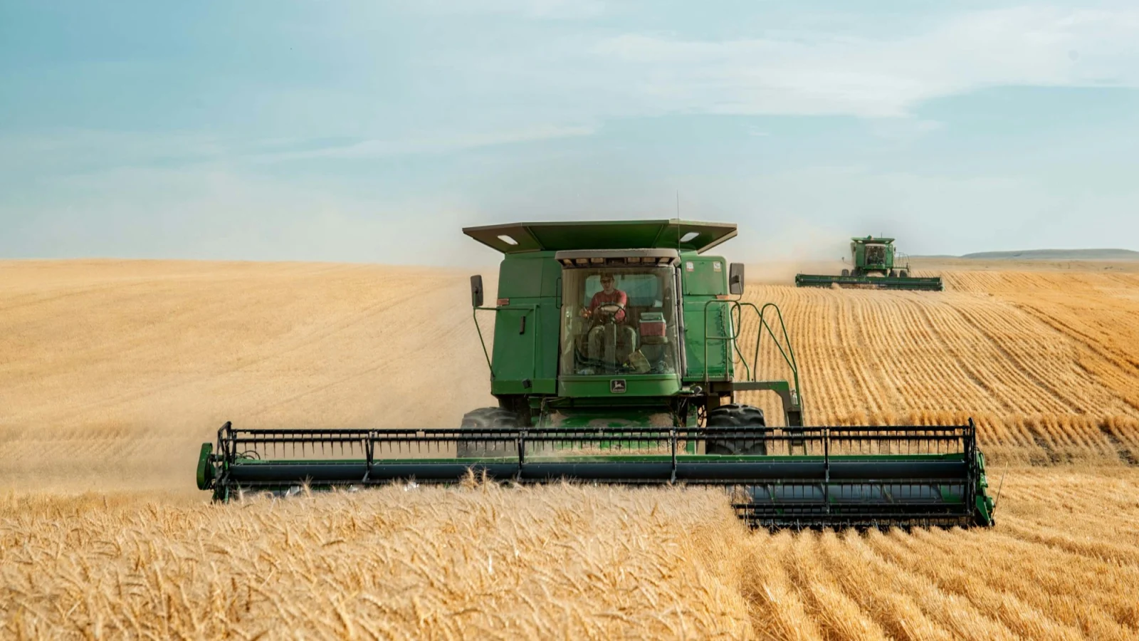 Two green combines in a large wheat field